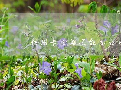 信用卡逾期还能办信用卡么