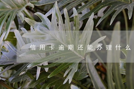 信用卡逾期还能办理什么贷款 信用卡逾期还能办理什么贷款