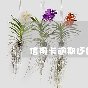 信用卡逾期还能办行用卡吗 信用卡逾期还能办行用卡吗