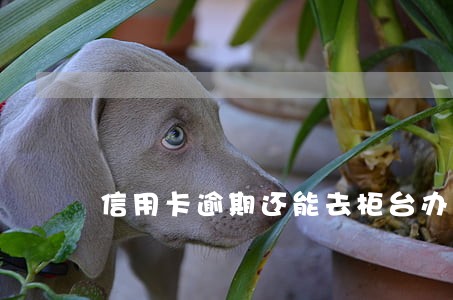 信用卡逾期还能去柜台办理 信用卡逾期还能去柜台办理