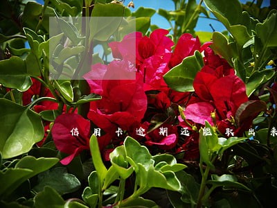信用卡逾期还能取出来钱吗 信用卡逾期还能取出来钱吗