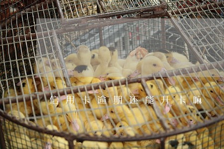 信用卡逾期还能开卡嘛