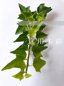 信用卡逾期还能找代还公司吗 信用卡逾期还能找代还公司吗