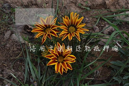 信用卡逾期还能抵押嘛