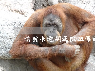 信用卡逾期还能担保吗 信用卡逾期还能担保吗