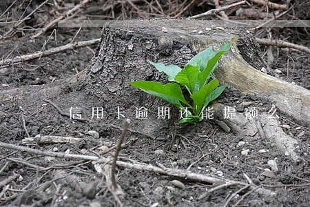 信用卡逾期还能提额么 信用卡逾期还能提额么