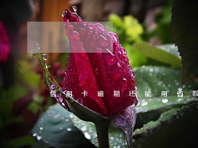 信用卡逾期还能用省呗吗