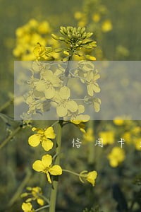信用卡逾期还能申请分期吗 信用卡逾期还能申请分期吗
