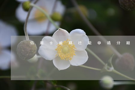 信用卡逾期还能申请分期嘛 信用卡逾期还能申请分期嘛
