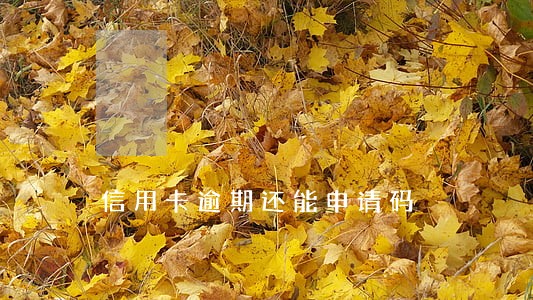 信用卡逾期还能申请码 信用卡逾期还能申请码