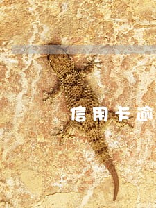 信用卡逾期还能申请网贷么 信用卡逾期还能申请网贷么