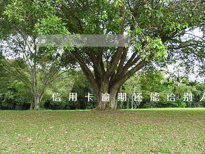 信用卡逾期还能给别人担保吗 信用卡逾期还能给别人担保吗