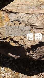 信用卡逾期还能网贷的软件 信用卡逾期还能网贷的软件