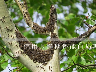 信用卡逾期还能自质押货款吗 信用卡逾期还能自质押货款吗