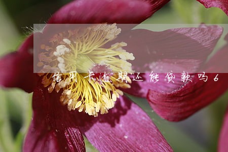 信用卡逾期还能贷款吗6 信用卡逾期还能贷款吗6