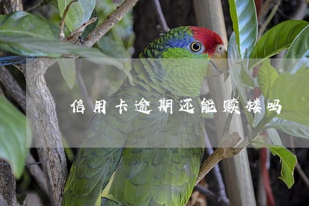 信用卡逾期还能赎楼吗
