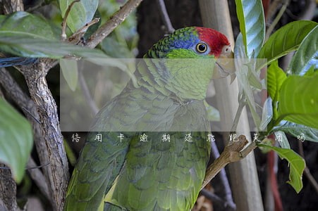 信用卡逾期还能跑美团吗 信用卡逾期还能跑美团吗