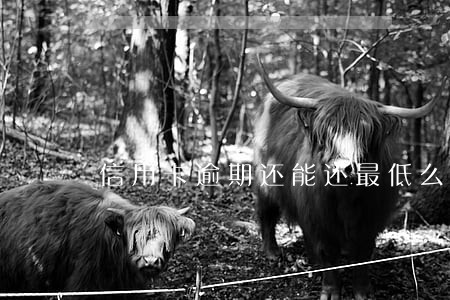 信用卡逾期还能还最低么 信用卡逾期还能还最低么