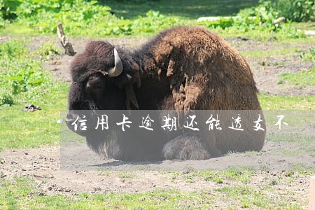 信用卡逾期还能透支不 信用卡逾期还能透支不