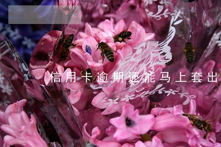 信用卡逾期还能马上套出来吗