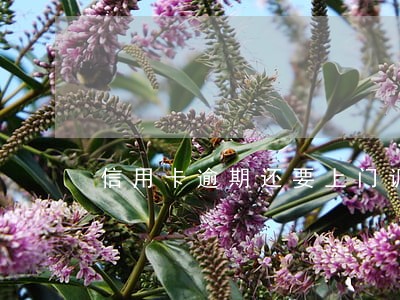 信用卡逾期还要上门调查吗 信用卡逾期还要上门调查吗
