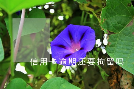信用卡逾期还要拘留吗 信用卡逾期还要拘留吗