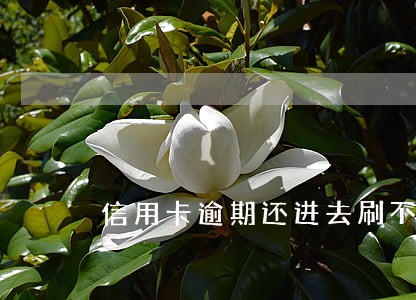 信用卡逾期还进去刷不出来吗 信用卡逾期还进去刷不出来吗
