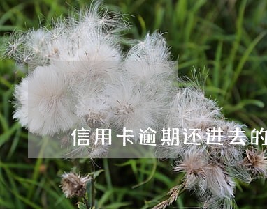 信用卡逾期还进去的钱不见了 信用卡逾期还进去的钱不见了