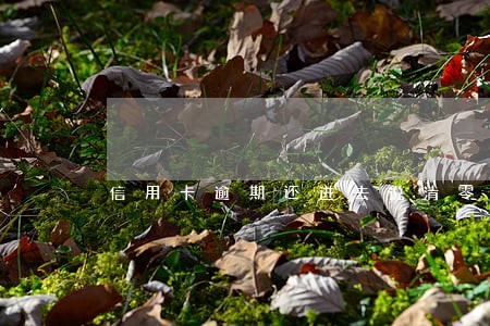 信用卡逾期还进去说清零 信用卡逾期还进去说清零