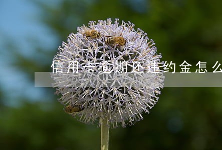 信用卡逾期还违约金怎么处理 信用卡逾期还违约金怎么处理