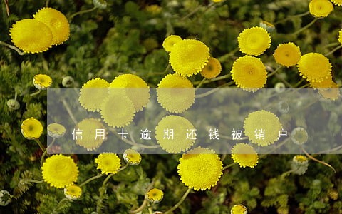 信用卡逾期还钱被销户 信用卡逾期还钱被销户