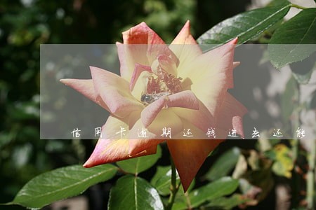 信用卡逾期还钱进去还能用吗 信用卡逾期还钱进去还能用吗