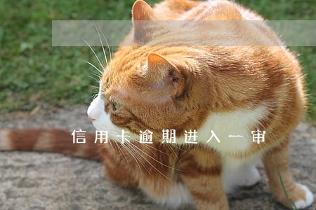 信用卡逾期进入一审