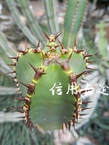 信用卡逾期进入经侦 信用卡逾期进入经侦