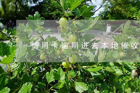 信用卡逾期进去本地催收