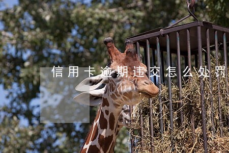 信用卡逾期违交怎么处罚银行 信用卡逾期违交怎么处罚银行