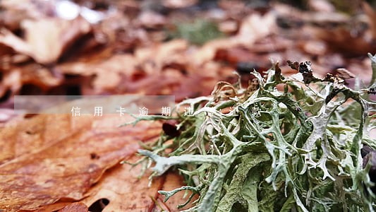 信用卡逾期违停还款