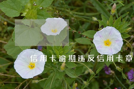 信用卡逾期违反信用卡章程 信用卡逾期违反信用卡章程