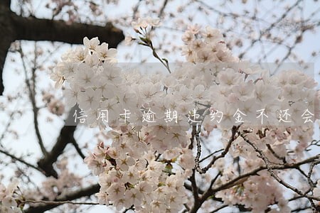 信用卡逾期违约金不还会咋样 信用卡逾期违约金不还会咋样