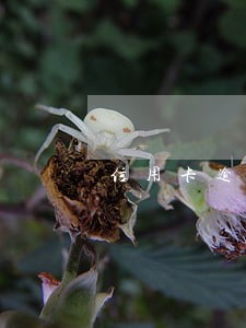 信用卡逾期违约金会一直涨吗