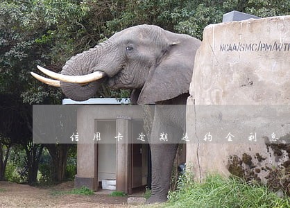 信用卡逾期违约金利息退费 信用卡逾期违约金利息退费