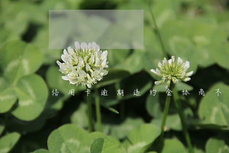 信用卡逾期违约金协商不下来 信用卡逾期违约金协商不下来