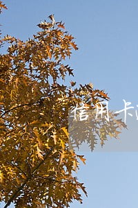 信用卡逾期违约金合规吗 信用卡逾期违约金合规吗