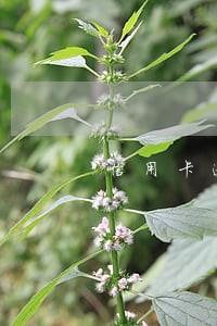 信用卡逾期违约金和摊销 信用卡逾期违约金和摊销