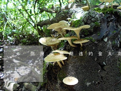 信用卡逾期违约金太高怎么办