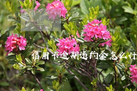 信用卡逾期违约金怎么计费 信用卡逾期违约金怎么计费