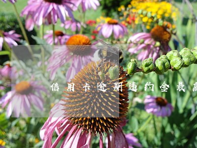 信用卡逾期违约金最高限额吗