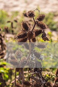 信用卡逾期违约金每月都产生吗