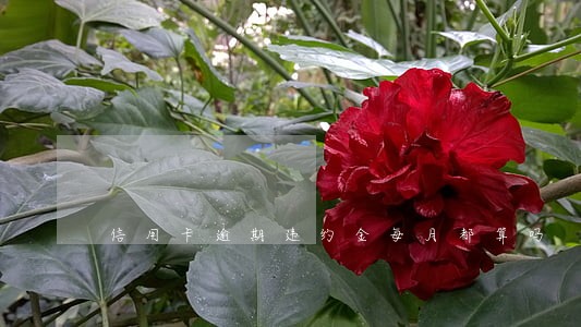 信用卡逾期违约金每月都算吗 信用卡逾期违约金每月都算吗