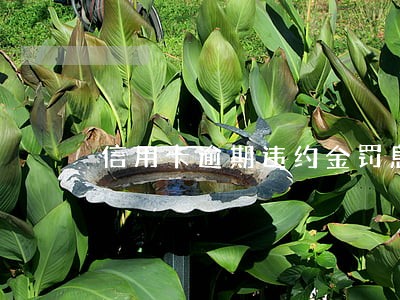信用卡逾期违约金罚息怎么办 信用卡逾期违约金罚息怎么办